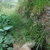 Plants: image 74 Of 208 Thumb